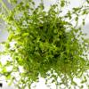 ERDBEERMINZE<br>frisch im Bund (ca. 15g) – Bild 2