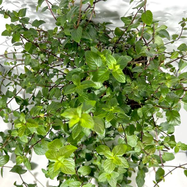 PFEFFERMINZE<br>frisch im Bund (ca. 15g) – Bild 3