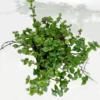 SCHOKOMINZE<br>frisch im Bund (ca. 15g) – Bild 2